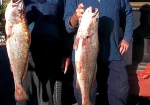 Eksperimenteer gerus